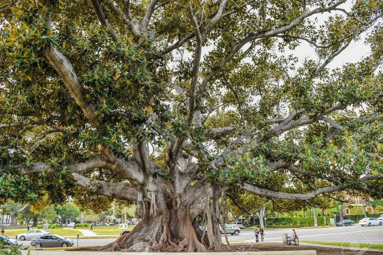 Enormous sprawling ficus tree with a wide low canopy