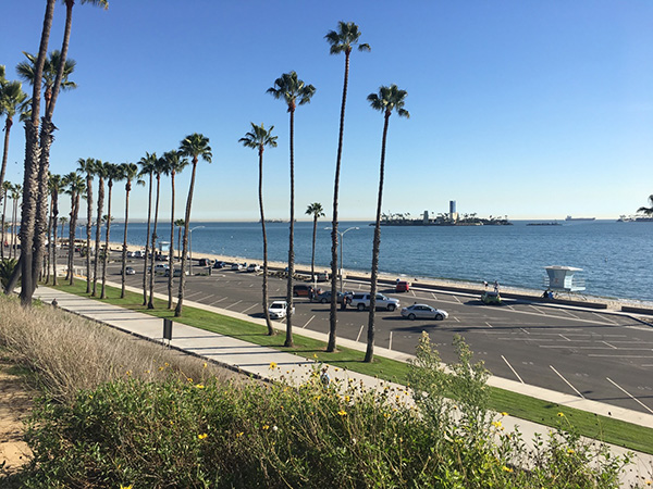 Palm-lined shoreline near Colorado Lagoon, Long Beach