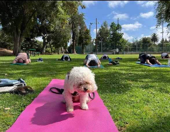 Outdoor community yoga class under trees at Garfield Park in South Pasadena