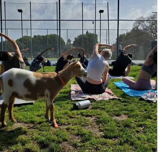 Outdoor yoga session at Marine Park in Santa Monica with Laughing Frog Yoga