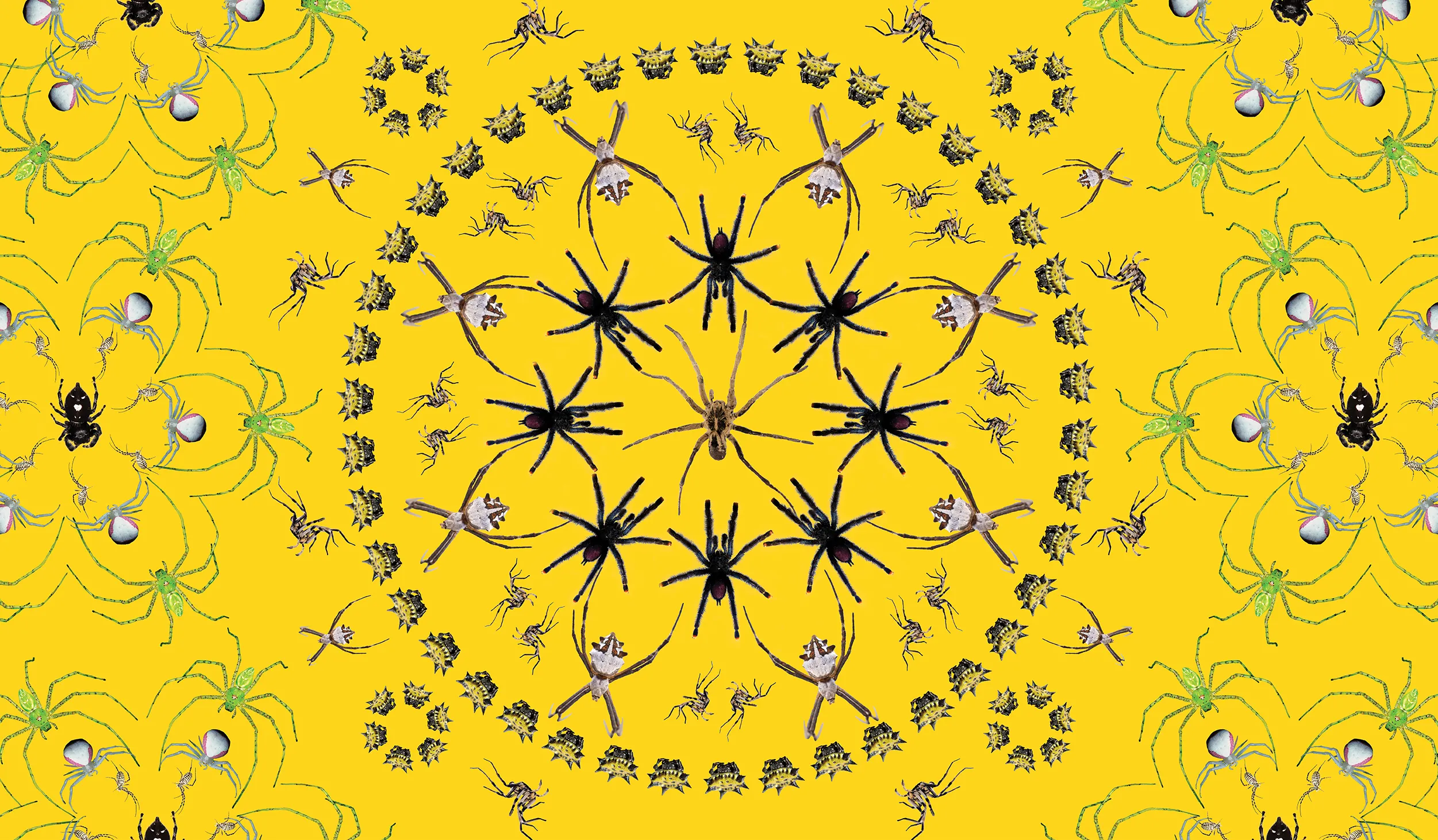 Stylized concentric-web graphic promoting the Spider Pavilion at the Natural History Museum of LA County.