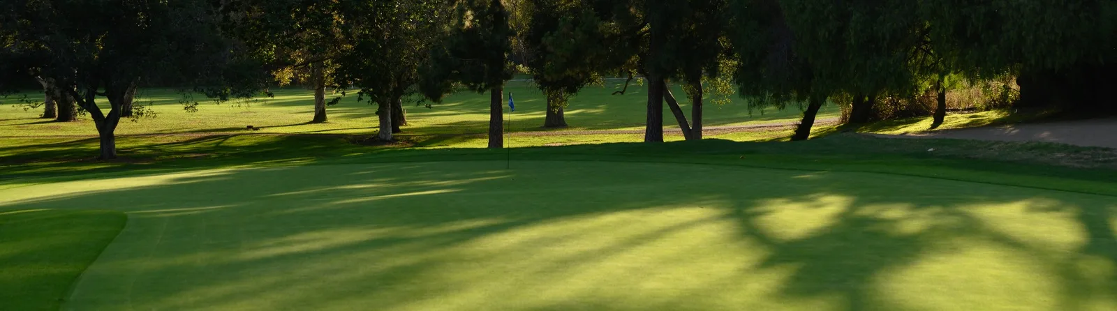 Open fairway lined with mature trees in morning light