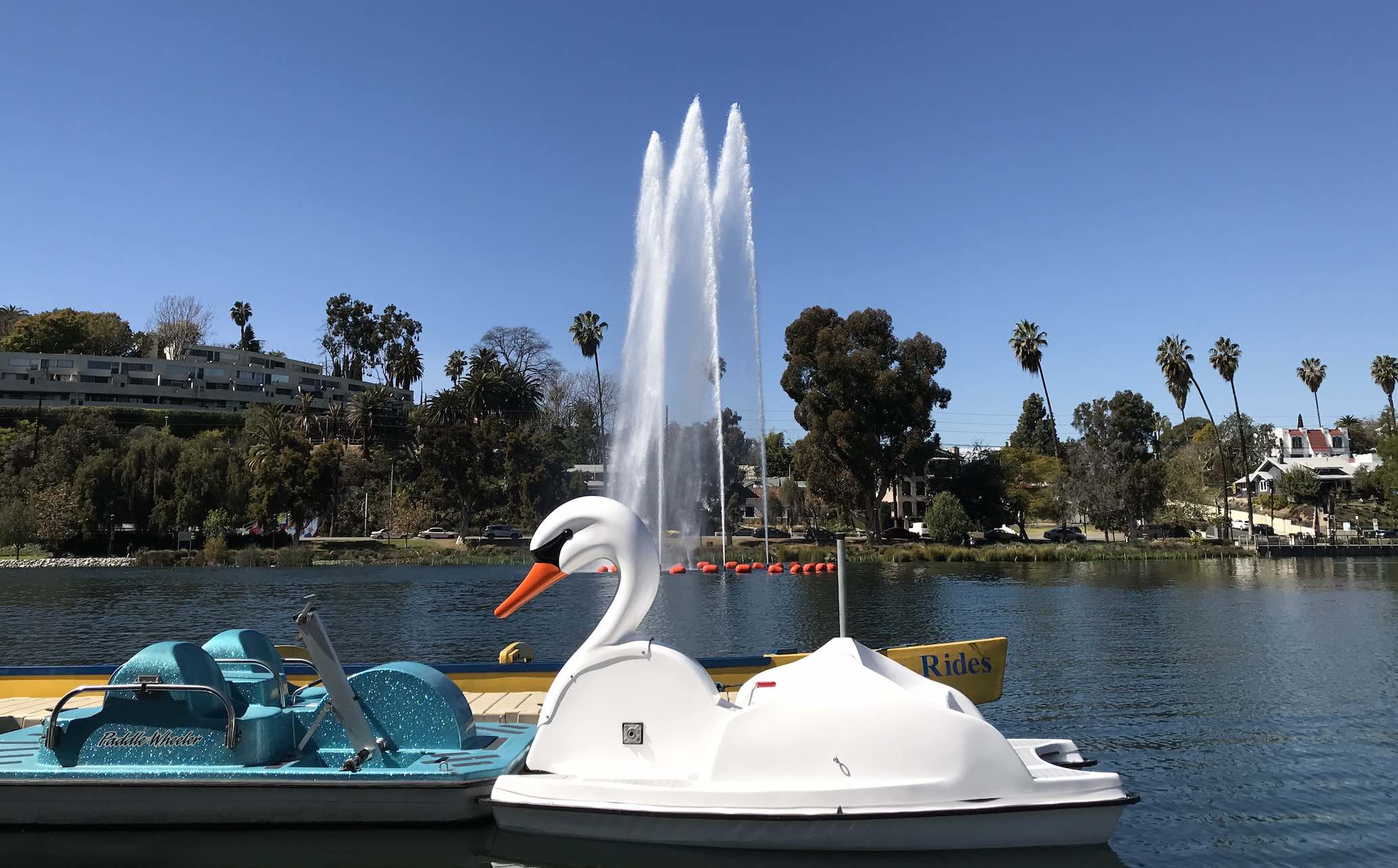 Swan pedal boats on Echo Park Lake