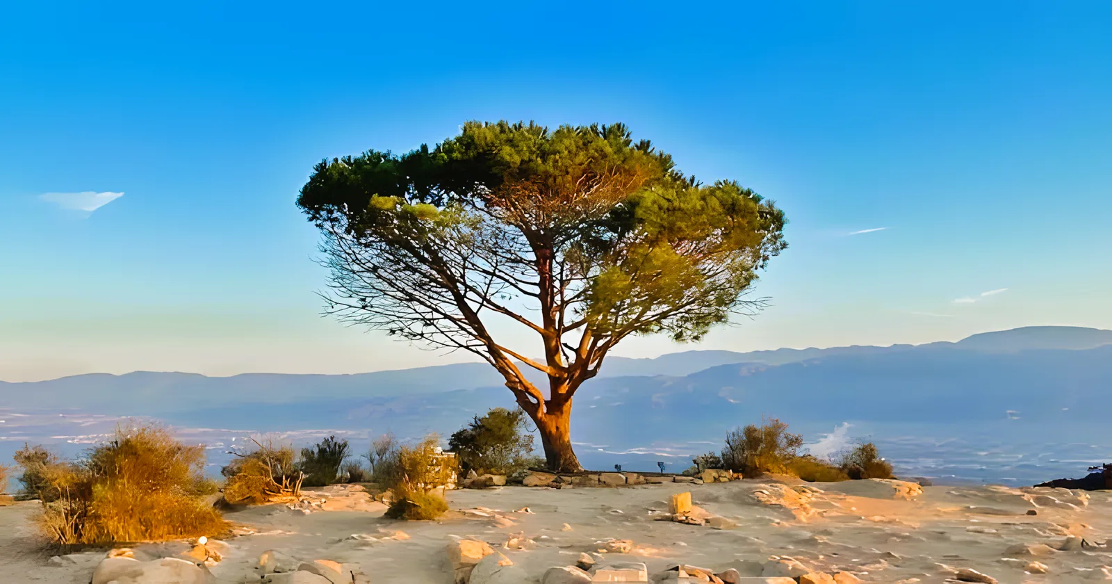 Lone pine tree on a dry hilltop under a clear blue sky