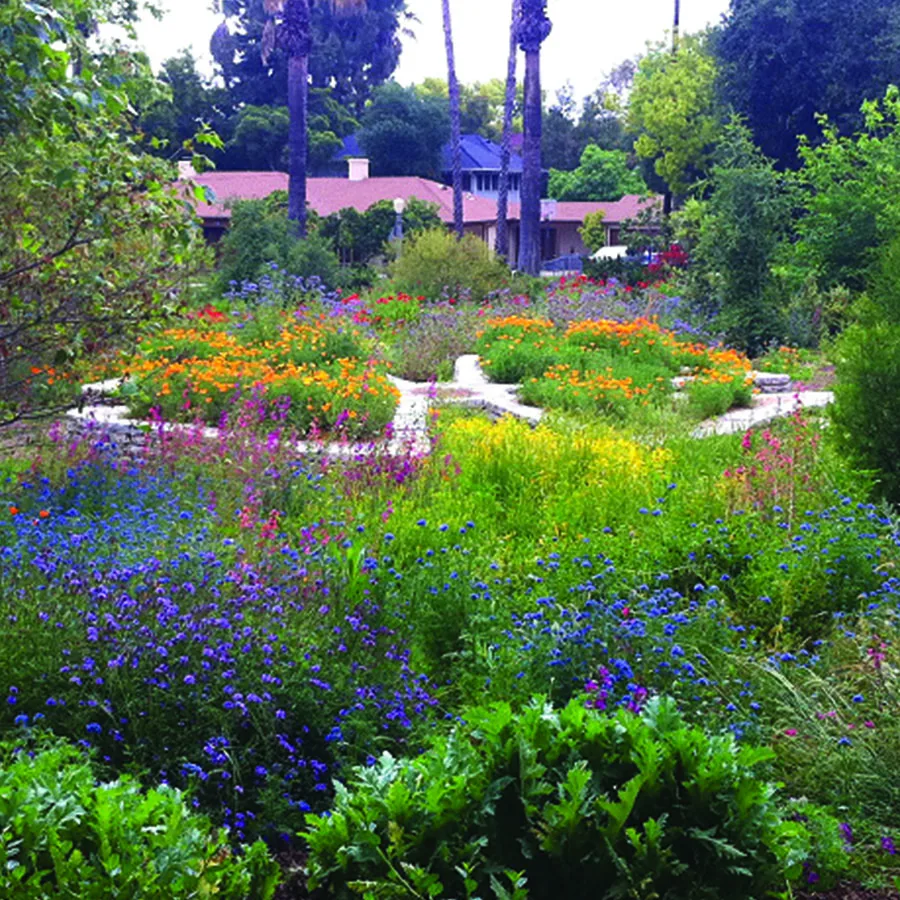 Drought-tolerant Mediterranean plantings and gravel paths at Arlington Garden, Pasadena's free public garden near Los Angeles.