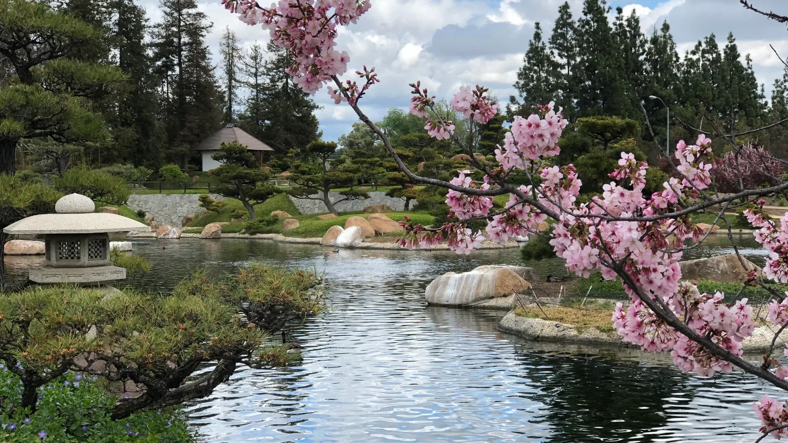 Japanese garden pond with pink cherry blossom branches and a thatched pavilion