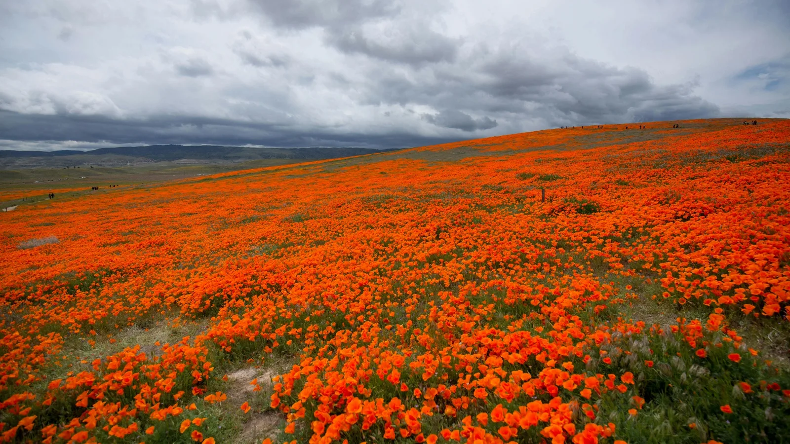 Hillside blanketed in orange poppies beneath heavy grey storm clouds