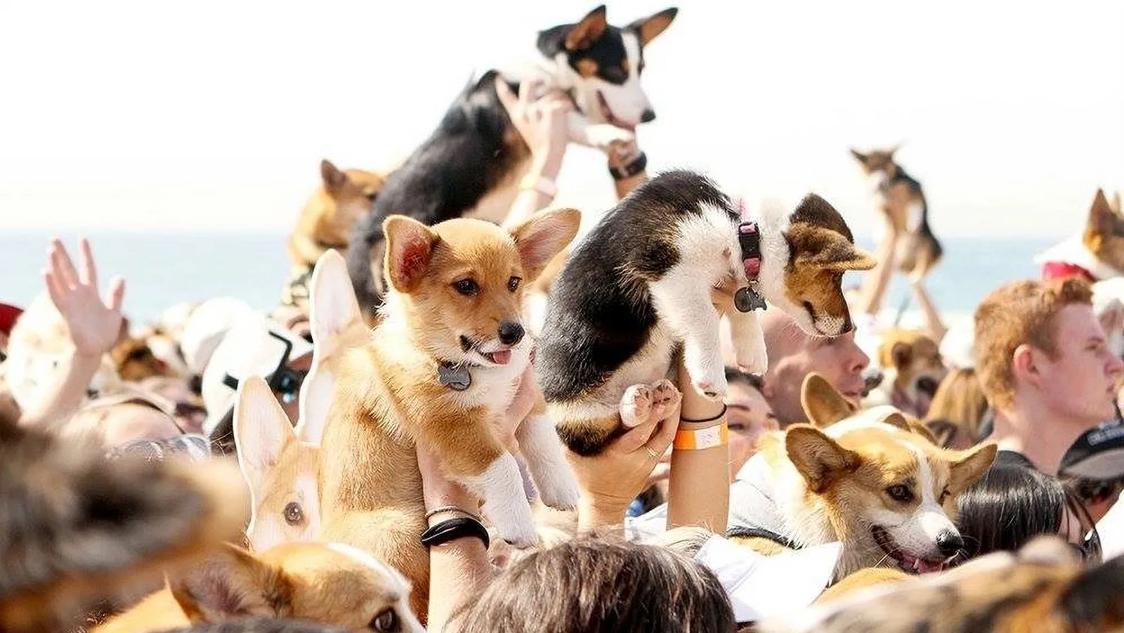 Dozens of corgis held aloft by their owners at a crowded beach gathering