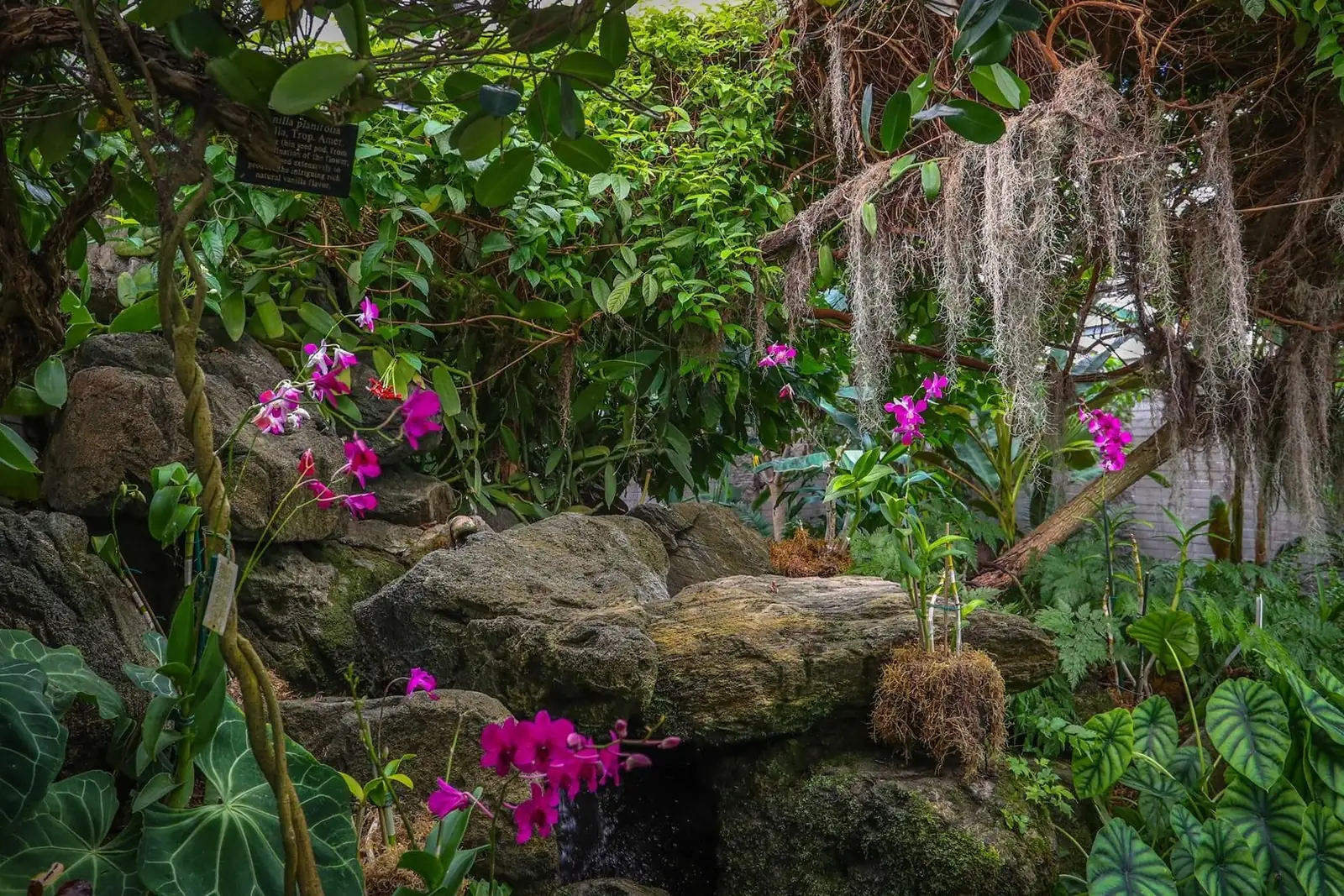 Orchids and Spanish moss over a rock stream in the back acreage of the Los Angeles County Arboretum in Arcadia