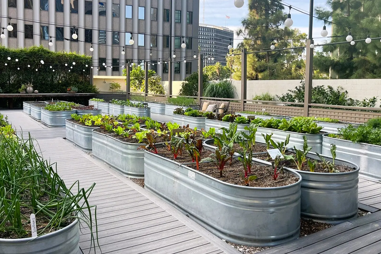 Galvanised stock-tank planters of chard and greens on the rooftop farm at the Jonathan Club, downtown towers behind