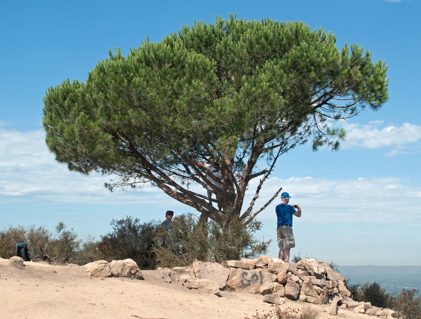 Hikers gathered beneath the lone Wisdom Tree pine on a hilltop above Griffith Park.
