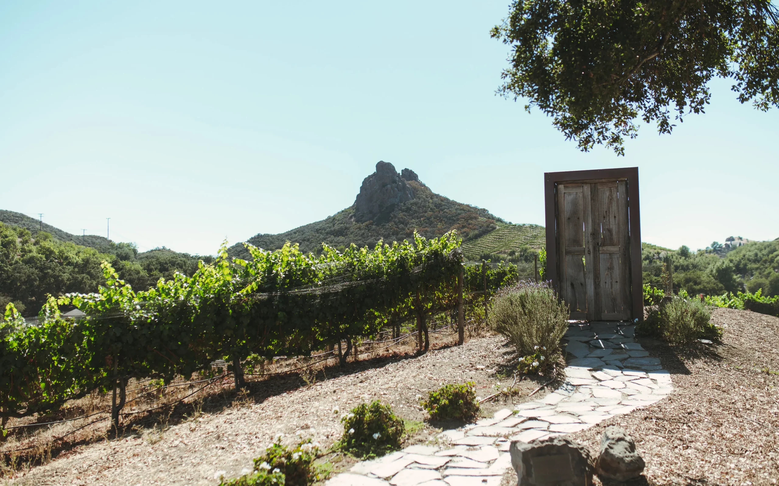 A vineyard with the Saddle Rock peak rising behind it