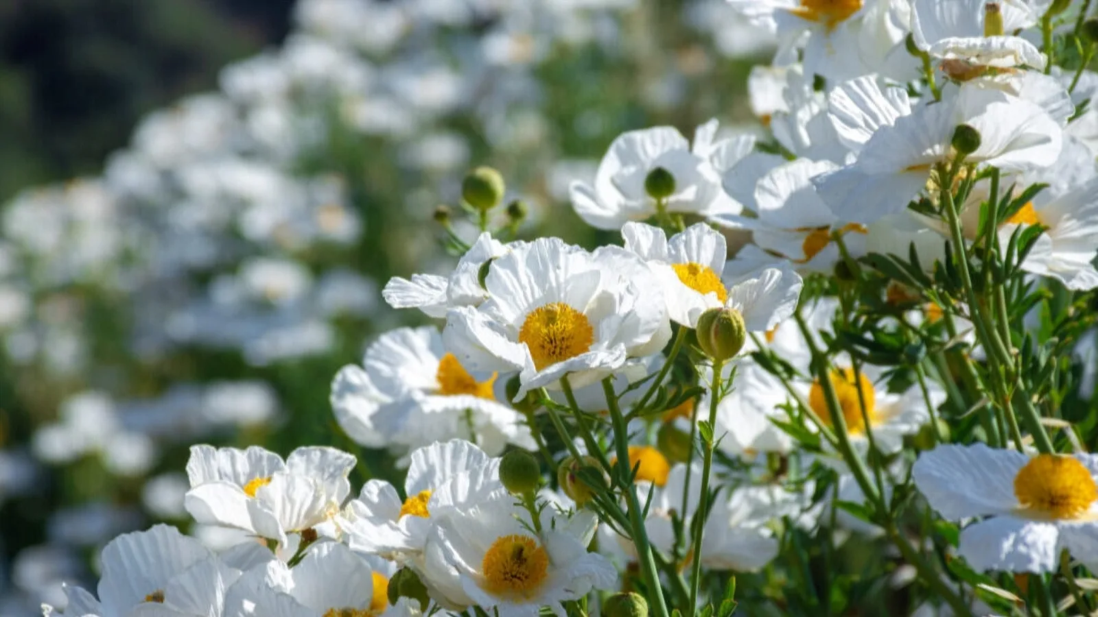 A dramatic California native wildflowers known for their giant white, crinkled petals and bright yellow center, often nicknamed the “fried egg flower" at Descanso Garden (1418 Descanso Drive, La Cañada Flintridge, CA 91011) 