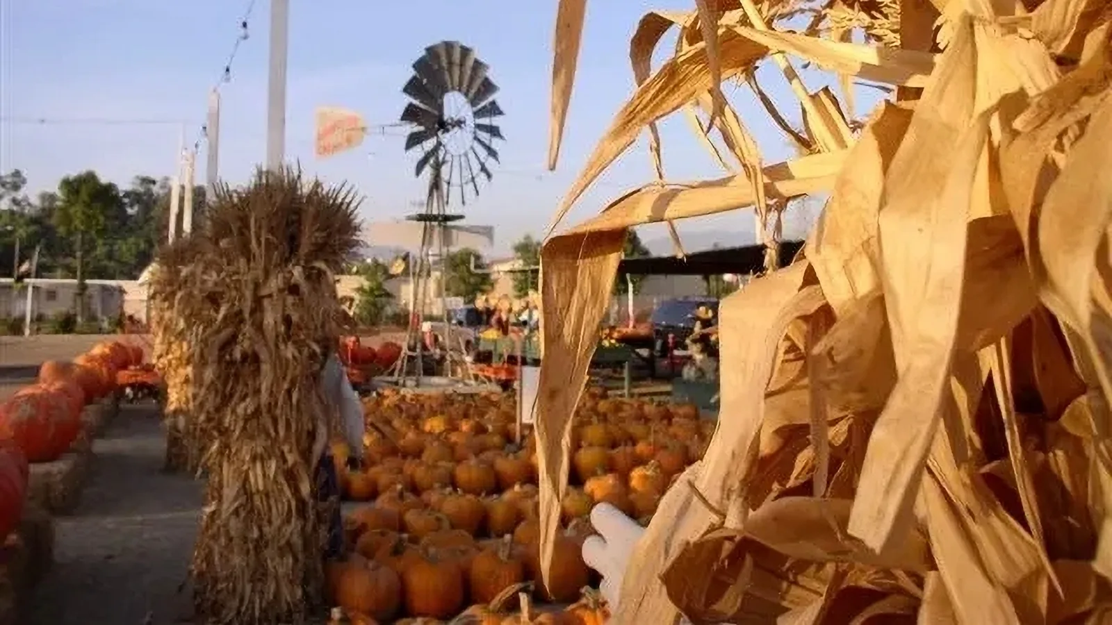 Cornstalks and pumpkins on display at Forneris Farms Pumpkin Patch.