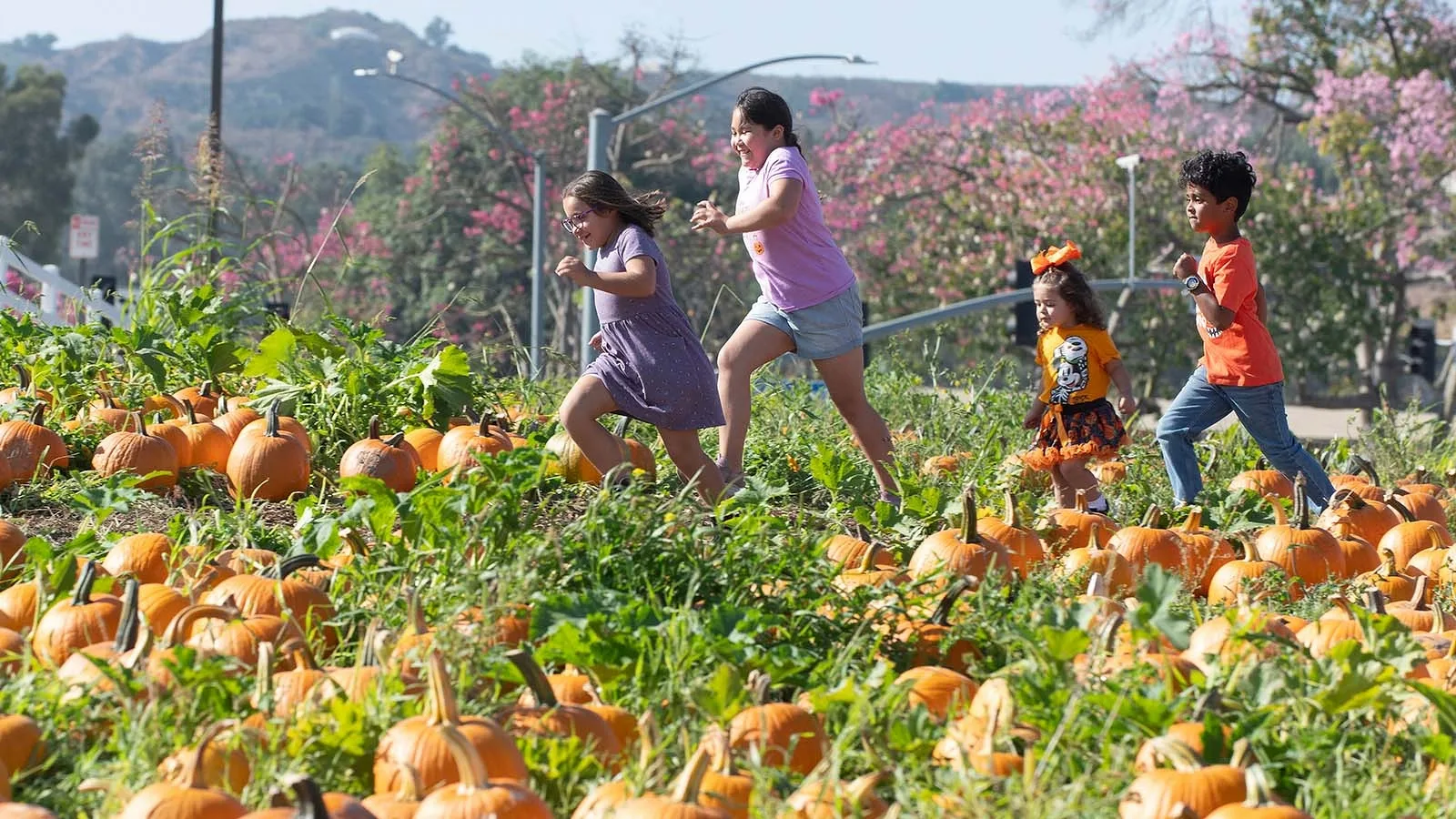 Children running through the Cal Poly Pomona Pumpkin Festival field.