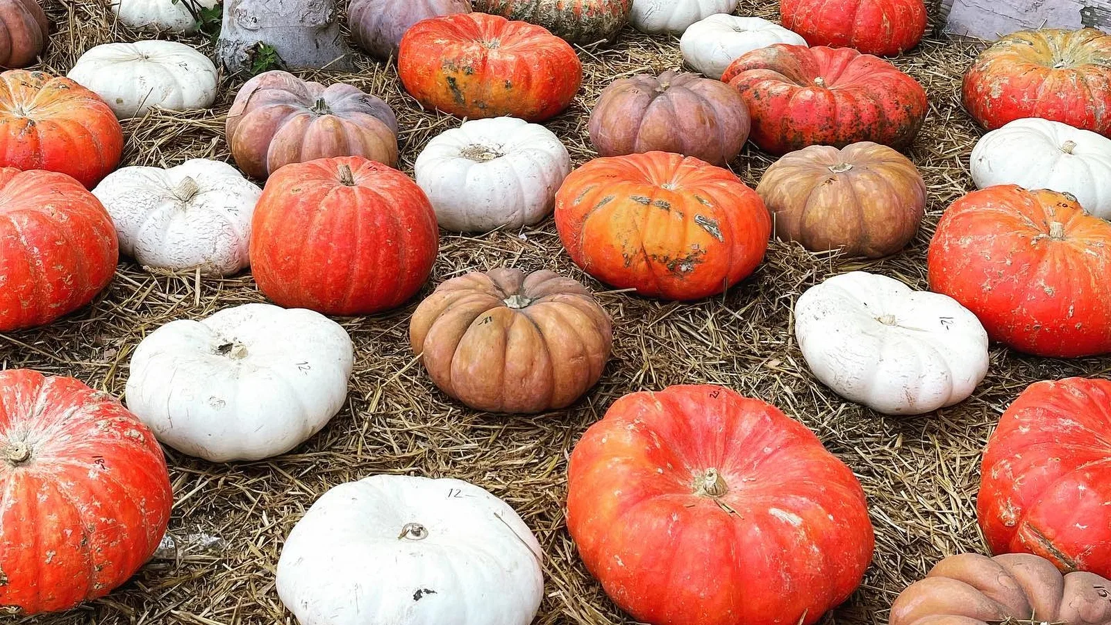 Small pumpkins on display at Tapia Bros Pumpkin Patch.