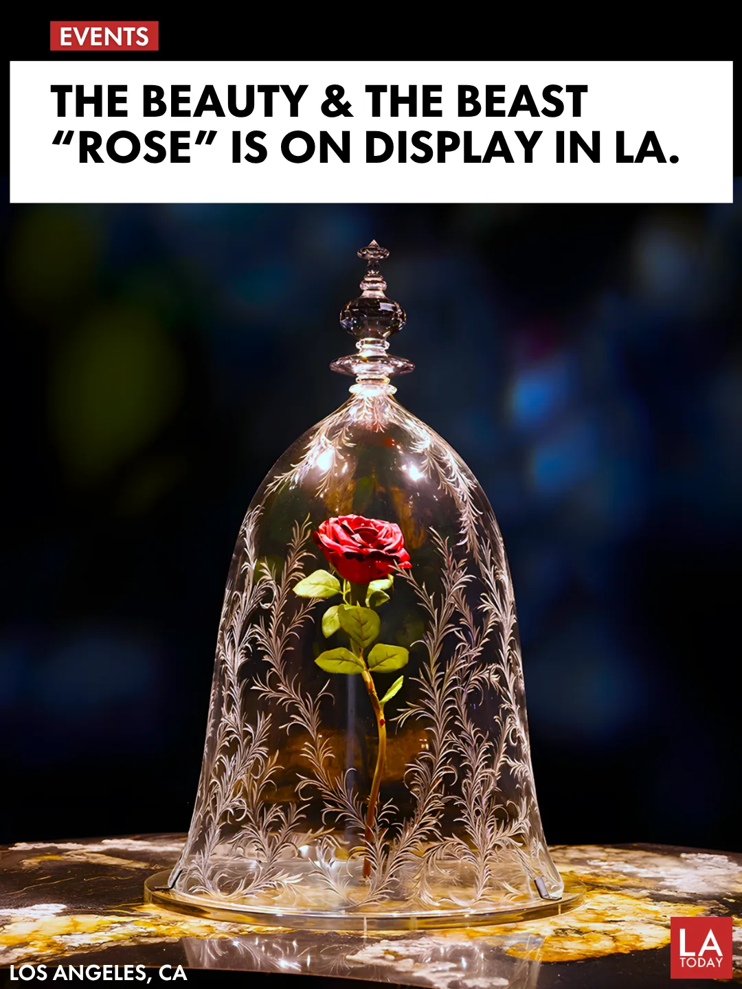 The enchanted rose from Beauty and the Beast under its etched Swarovski crystal bell jar
