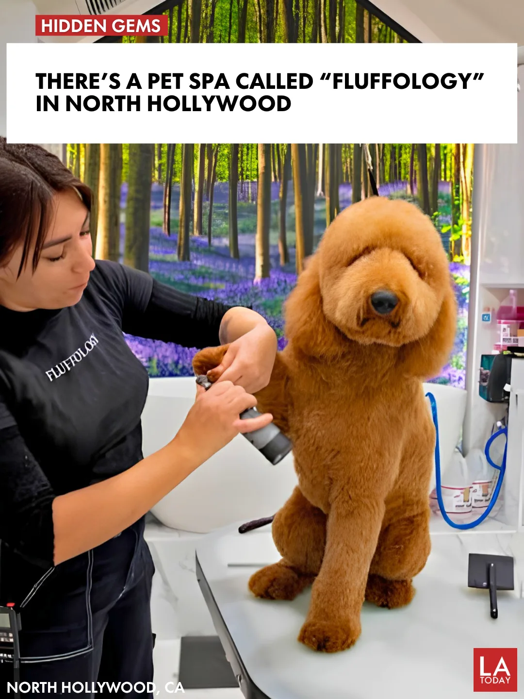 LA Today cover for Fluffology, the North Hollywood dog groomer with private spa suites, with a husky mid-groom