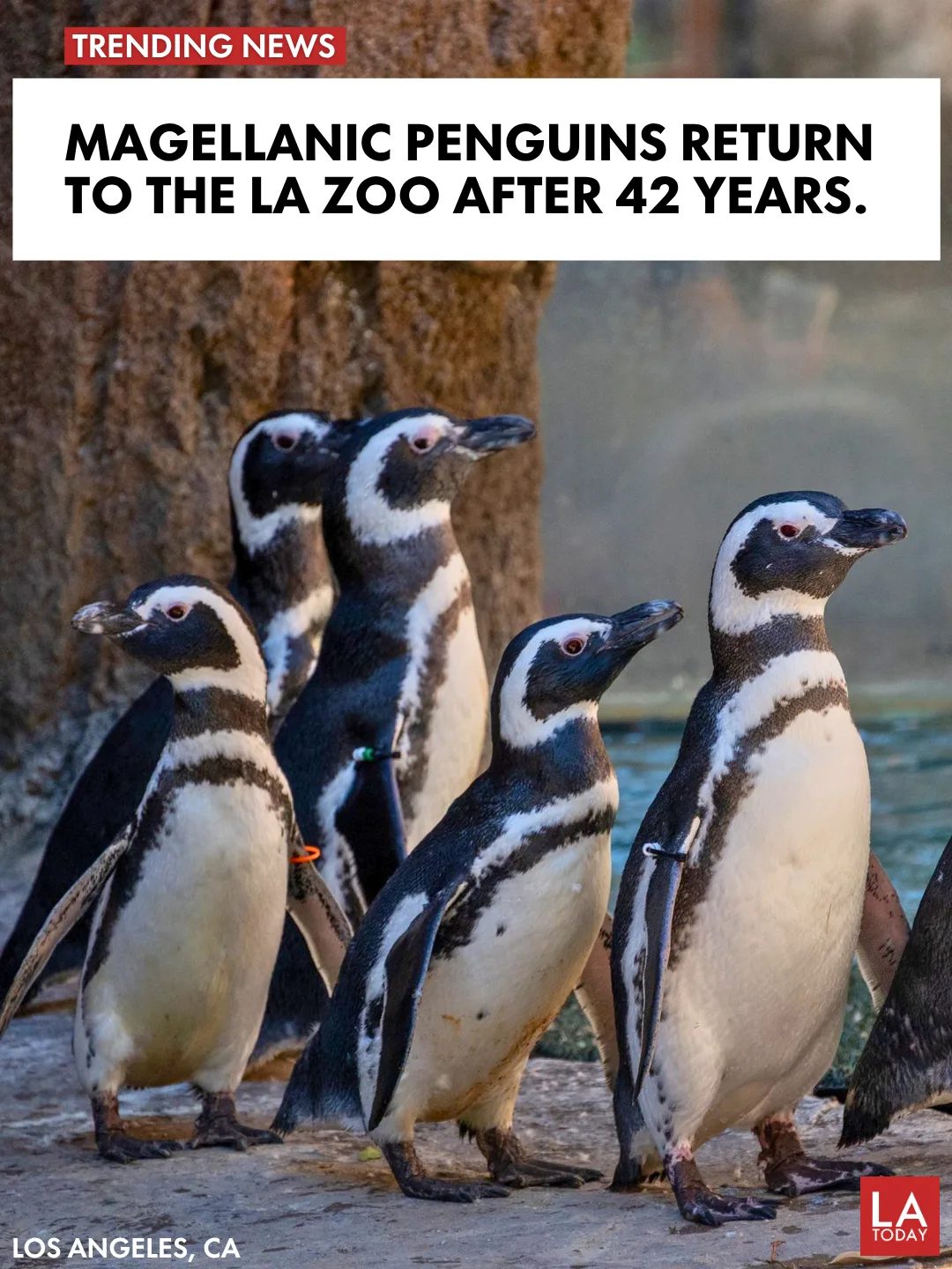 LA Today cover: Magellanic Penguins Return to the LA Zoo for the First Time Since 1984