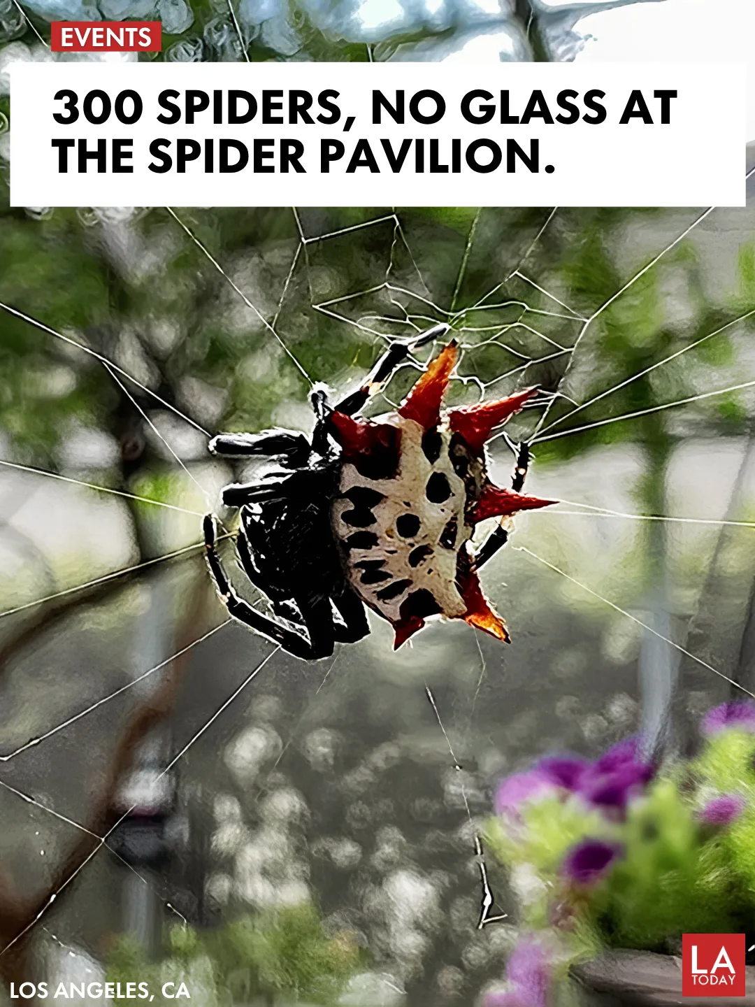 LA Today cover for the Natural History Museum's Spider Pavilion 2026 with spiders on a yellow background