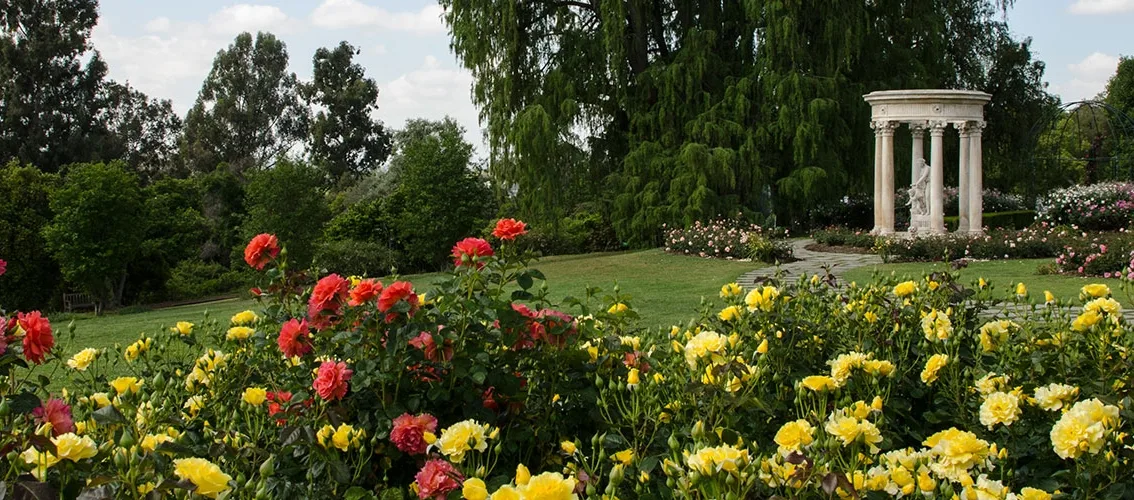 Blooming rose beds at The Huntington's Rose Garden, San Marino