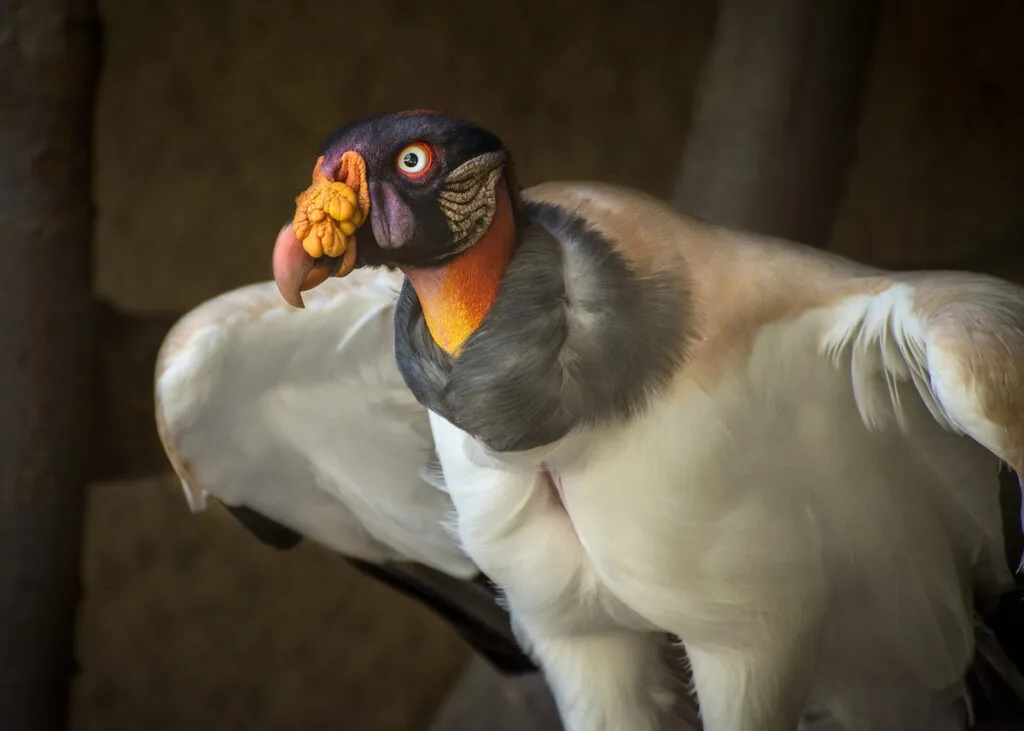 King vulture perched, white plumage with orange and black head