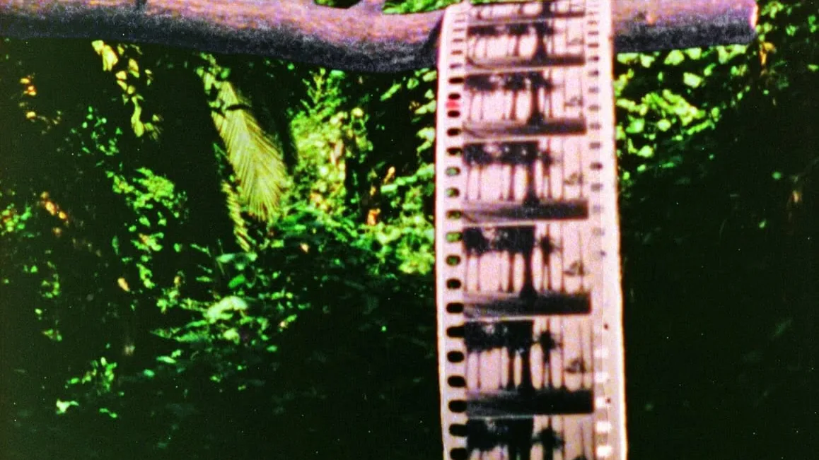 A strip of 16mm film held against green foliage for Los Angeles Filmforum's Floribunda screening
